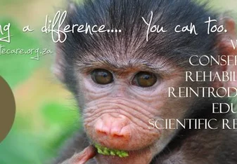 Wildlife Volunteering in Africa with Primates