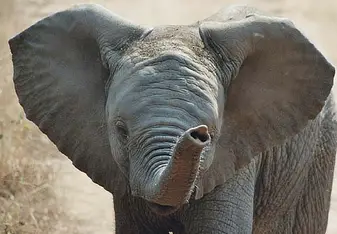 GVI: Wildlife Conservation Volunteering