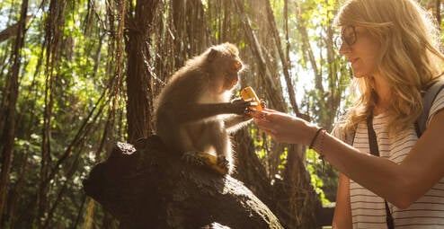 Volunteer with Primates Hero