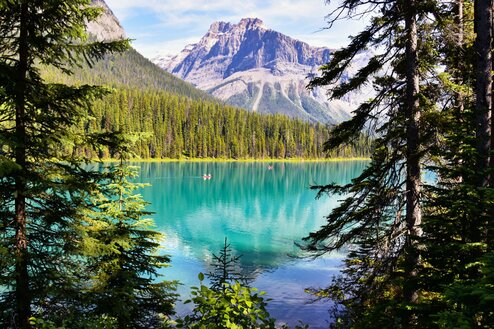 Coniferous Trees Near Body of Water