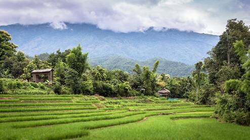 Green fields in Thailand