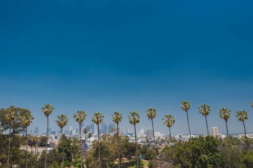 Palm trees, landscape of LA