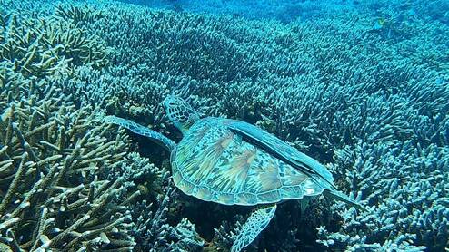 Volunteer with sea turtles 