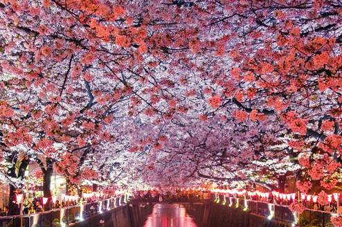 Cherry blossoms in Japan