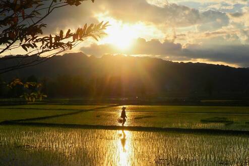 A person walking through the rice paddies in Laos