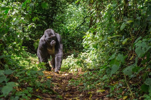 Uganda CLP Header