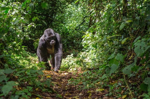 Uganda CLP Header