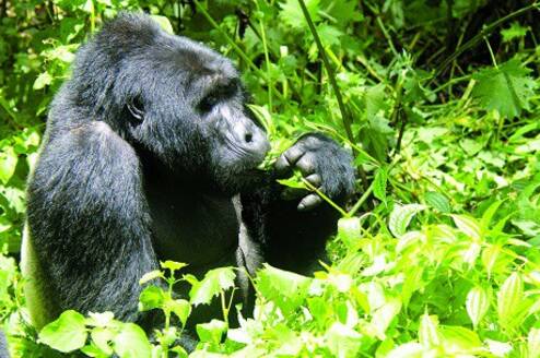 Gorilla Trekking