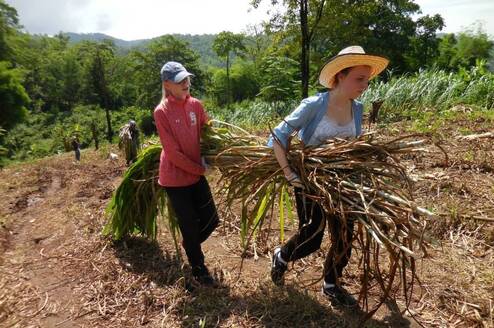 Cutting grass for elephants Thailand