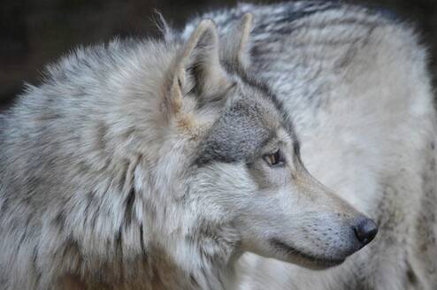 Wolves
