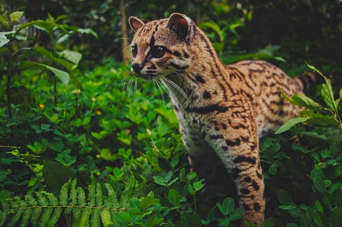 Volunteer with the margay in the Amazon.