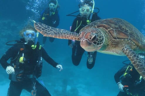 Divers underwater with a sea turtle