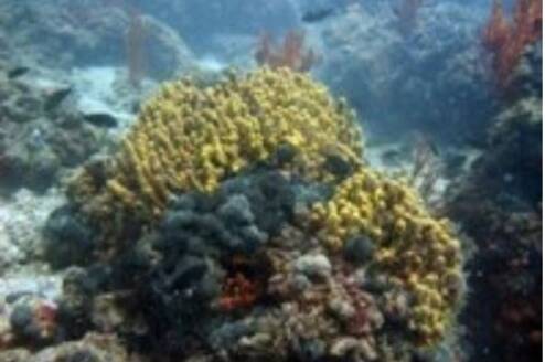 coral reefs