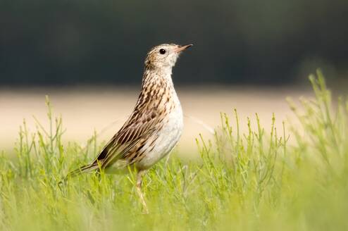 pipit