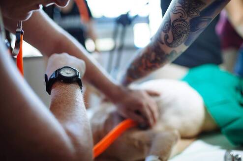 Assist at a dog rescue clinic