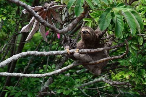 Planet One World, volunteering, sloth, Costa Rica