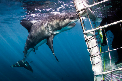 Volunteer White Shark Diving Company