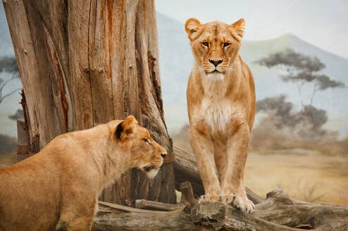 Wildlife conservation volunteering in South Africa
