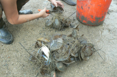 Volunteer In Singapore Go Overseas Learn more about the aspca's work to rescue animals from abuse, pass humane laws and share resources with shelters nationwide. volunteer in singapore go overseas