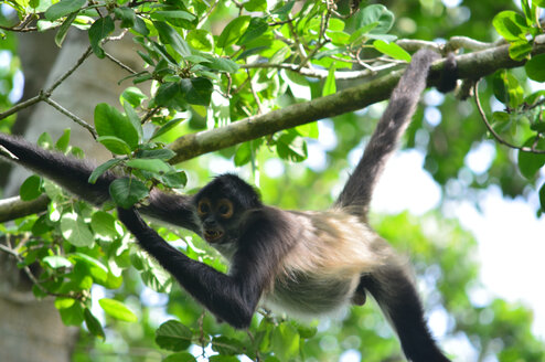 Conservation Research Assistant Program in Mexico Thumbnail