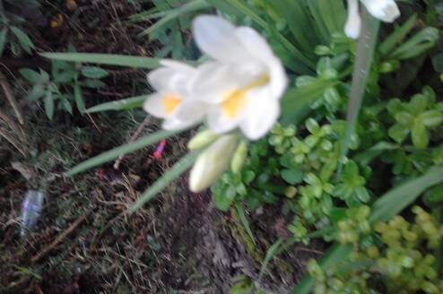 Psychotropic Plants Diploma Alquimia