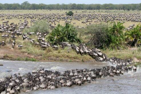 Serengeti Migration