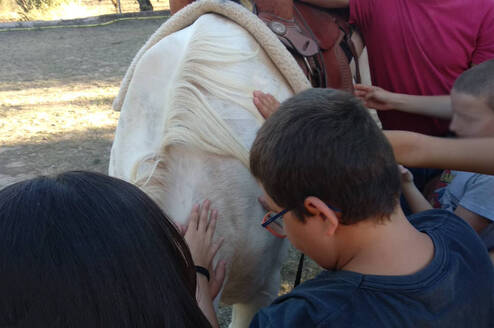 horse, dressage, natural, animals, Els Olivers, activities, kids, children
