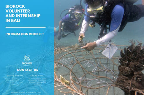 Coral transplantation on Artificial Biorock Reef Structure