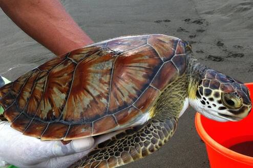 Association Save the Turtles Parismina