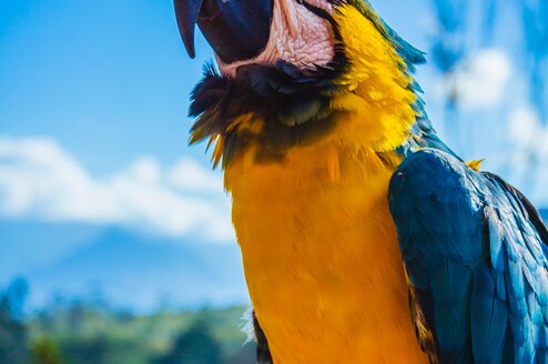 Amazon Survival Guide Brazil Amazon survival guide volunteering