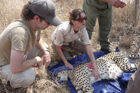 You’ll be fully involved with the treatment and handling of wildlife, including responding to emergency call outs