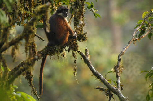 Primates of Bioko Island