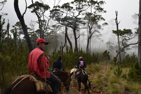 hiking pico duarte on mules