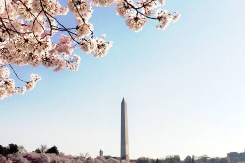 The Washington Monument with cherry blossoms