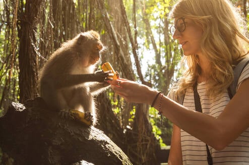 Volunteer with Primates Hero