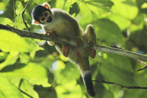 conservation volunteer peru