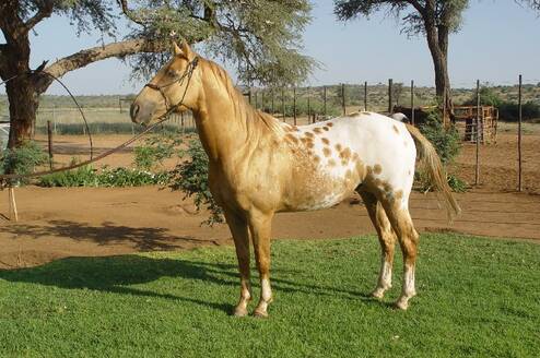Hunters Dream, breeding stallion 