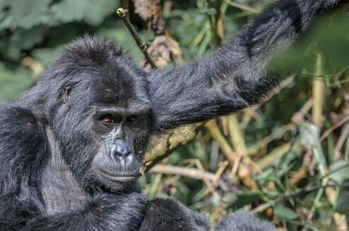 Gorilla Trekking in Uganda