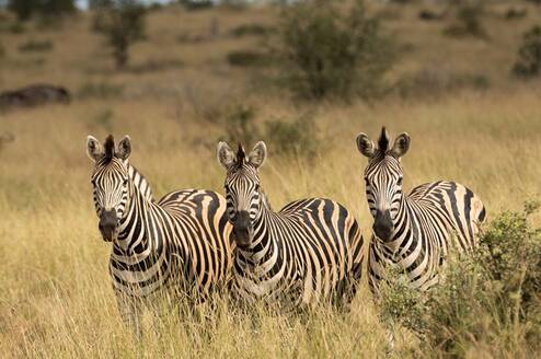 African fauna