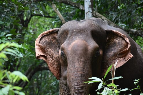 Asian elephant