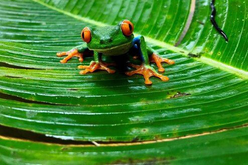 SFS Costa Rica - frog on plant