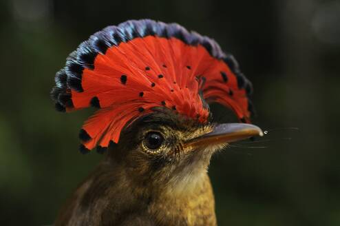 a beautiful bird