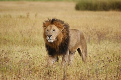 A lion in the field