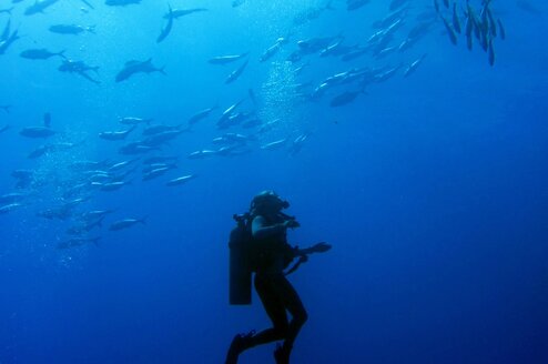 Student diver and fish