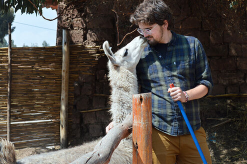 Local Volunteer Projects in Peru Volunteer with Llamas in Peru