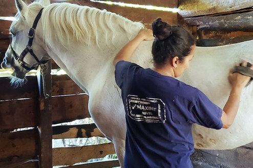 Local Volunteer Projects in Guatemala Animal Care in Guatemala