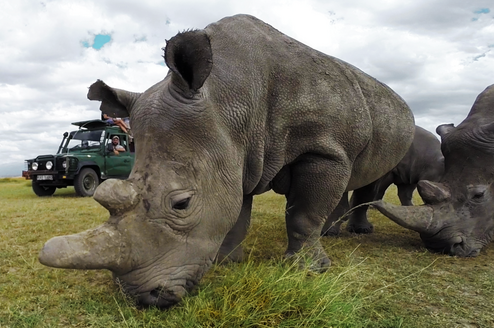 Rhino