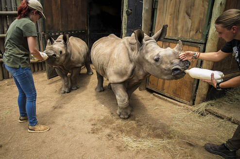 Feeding rhino calves