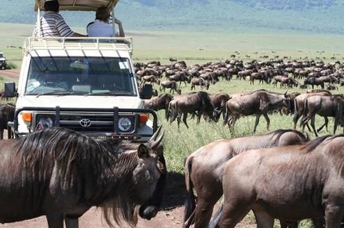 An annual migration of wild life in the Serenegti plains is a wonder of nature..