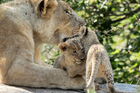 GVI: Volunteer in South Africa